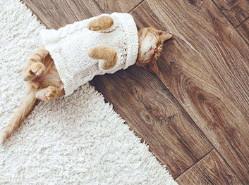 地板和寵物我都要！！